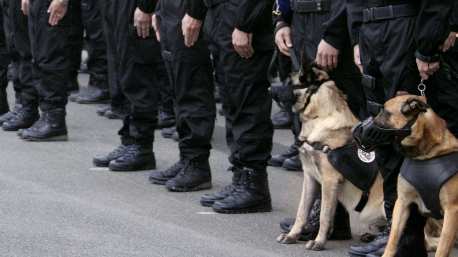 Diesel, la chienne héroïne des attentats, décorée par la Grande-Bretagne