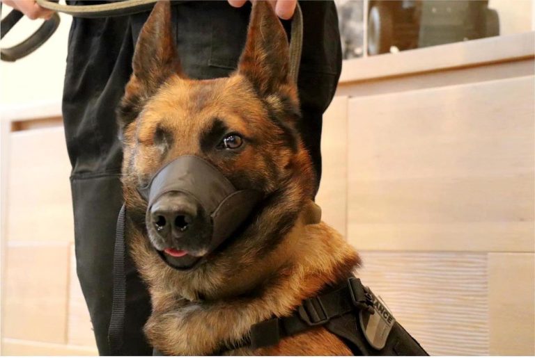 Au péril de sa vie il avait maîtrisé le forcené. La médaille de la ville pour le chien du RAID, Jakadi.