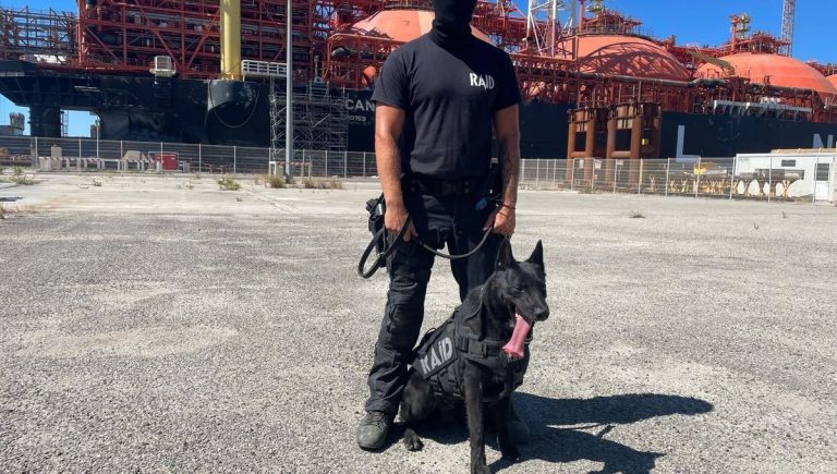 Le destin de Scar, chien maltraité recueilli par le RAID à Marseille