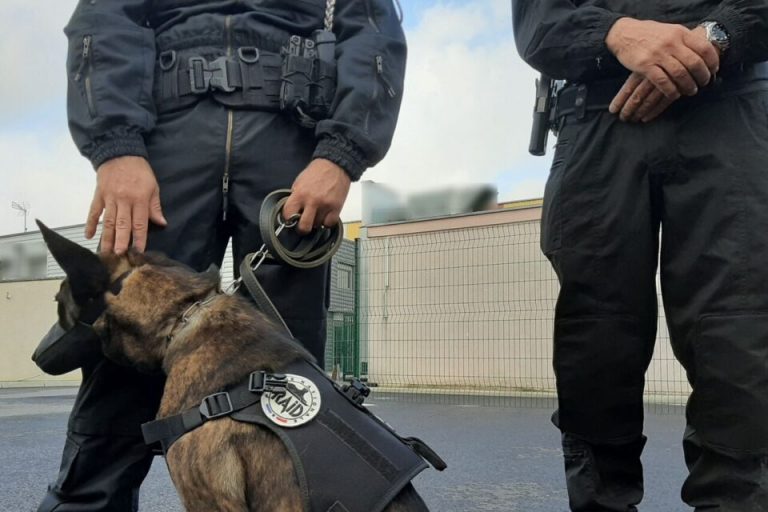 Près de Toulouse. Trafic de drogue : la brigade des stups décapite un réseau avec l&rsquo;aide du RAID.
