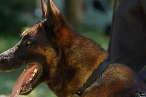 Portrait d’un maître-chien du RAID.
