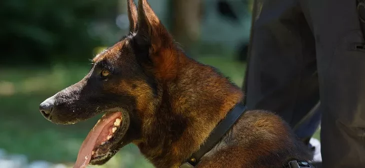 Portrait d’un maître-chien du RAID.