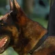 Portrait d’un maître-chien du RAID.